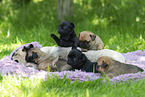 Mops Hndin mit Welpen