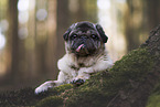 Mops im Wald