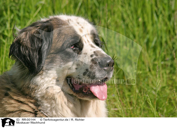 Moskauer Wachhund / RR-00144