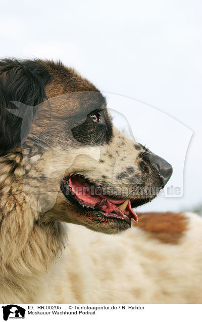 Moskauer Wachhund Portrait / moscow watchdog portrait / RR-00295