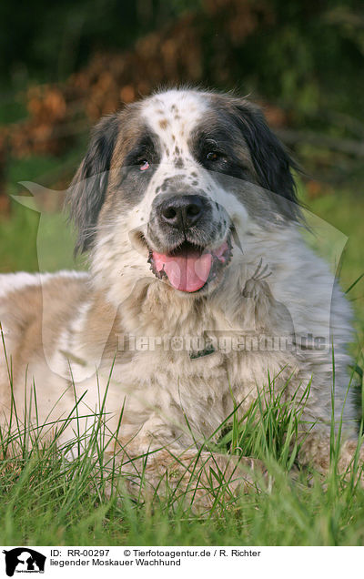 liegender Moskauer Wachhund / RR-00297