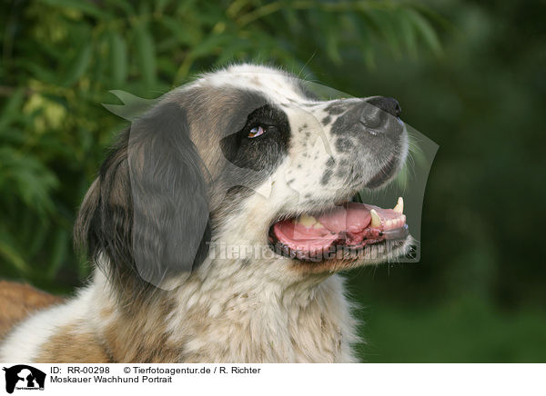 Moskauer Wachhund Portrait / moscow watchdog portrait / RR-00298