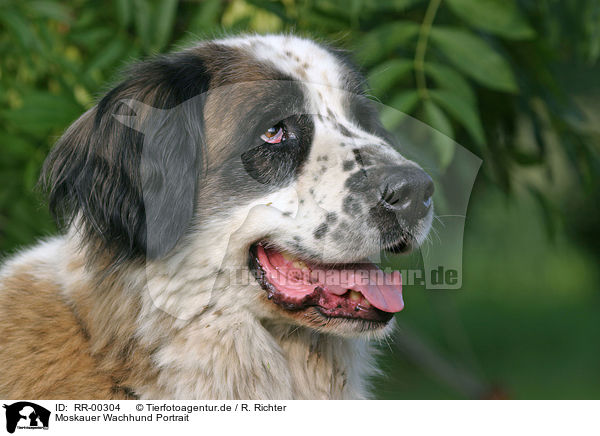 Moskauer Wachhund Portrait / lying moscow watchdog portrait / RR-00304