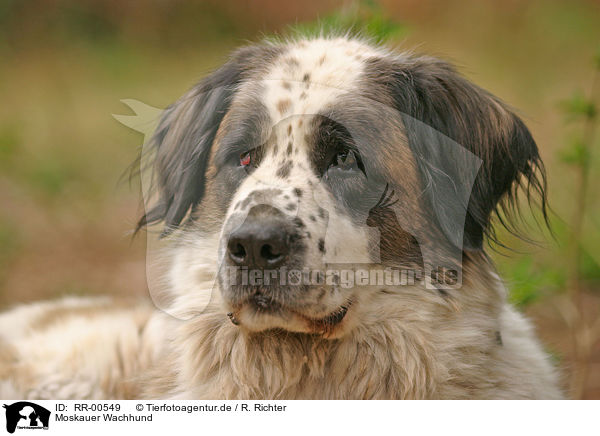 Moskauer Wachhund / Moscow Watchdog Portrait / RR-00549