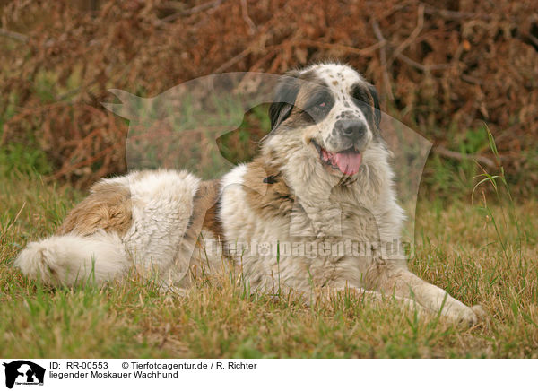 liegender Moskauer Wachhund / RR-00553