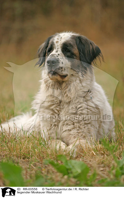 liegender Moskauer Wachhund / lying moscow watchdog / RR-00556