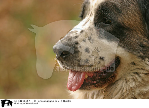 Moskauer Wachhund / Moscow Watchdog Portrait / RR-00557