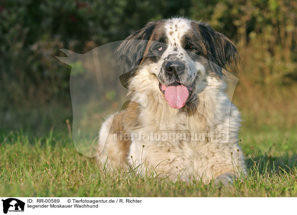 liegender Moskauer Wachhund / RR-00589