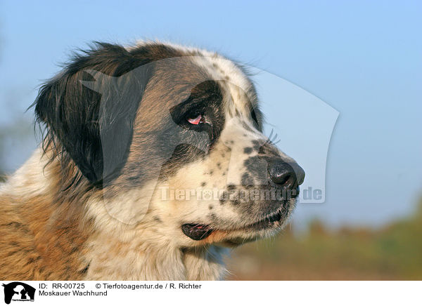 Moskauer Wachhund / Moscow Watchdog Portrait / RR-00725