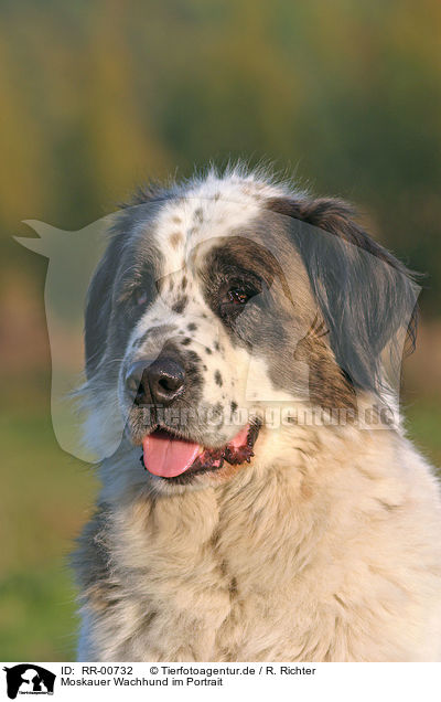 Moskauer Wachhund im Portrait / RR-00732