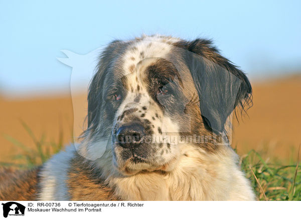 Moskauer Wachhund im Portrait / RR-00736