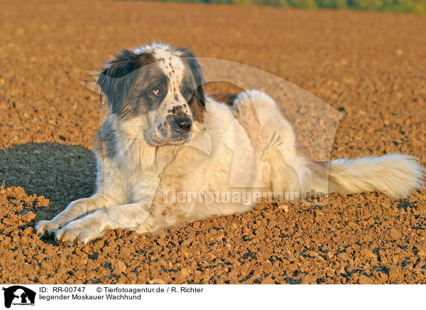 liegender Moskauer Wachhund / RR-00747