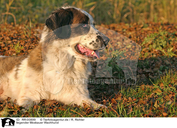 liegender Moskauer Wachhund / lying moscow watchdog / RR-00899