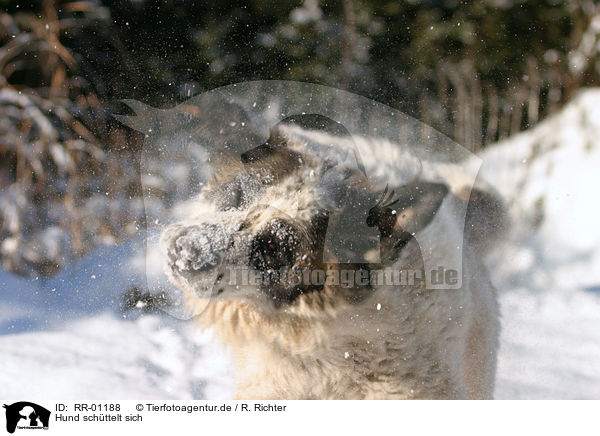 Hund schttelt sich / RR-01188