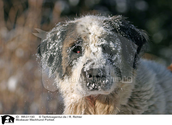 Moskauer Wachhund Portrait / RR-01190