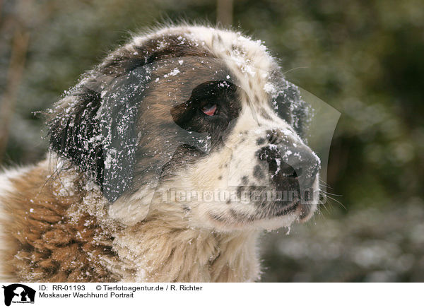 Moskauer Wachhund Portrait / RR-01193