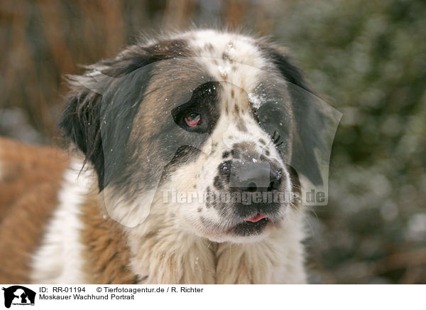 Moskauer Wachhund Portrait / RR-01194