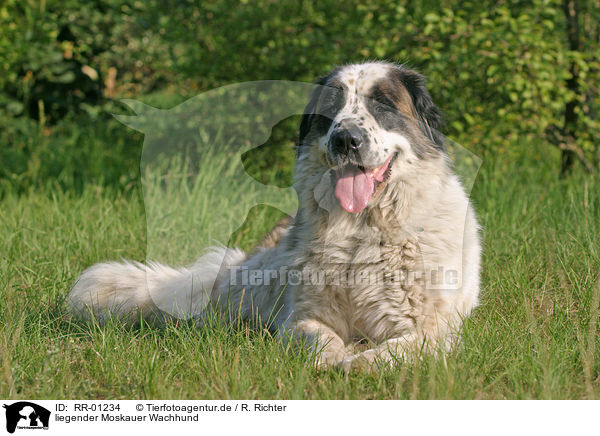 liegender Moskauer Wachhund / RR-01234