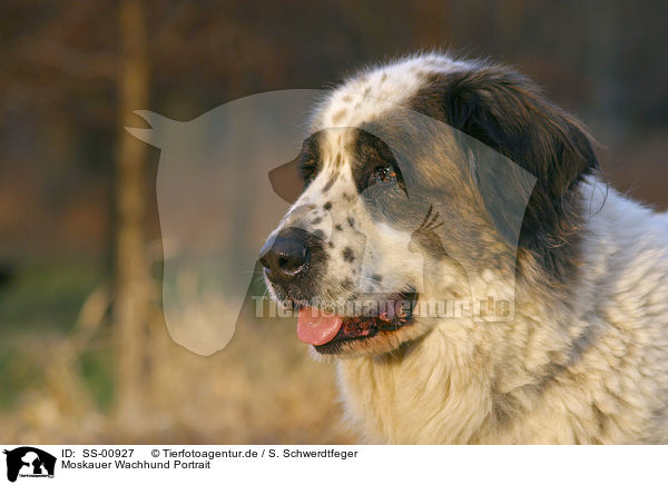 Moskauer Wachhund Portrait / SS-00927