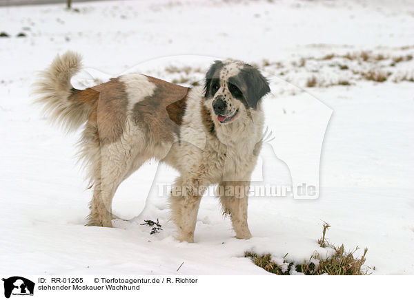stehender Moskauer Wachhund / RR-01265