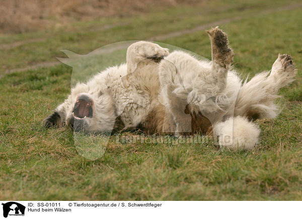 Hund beim Wlzen / wallowing dog / SS-01011