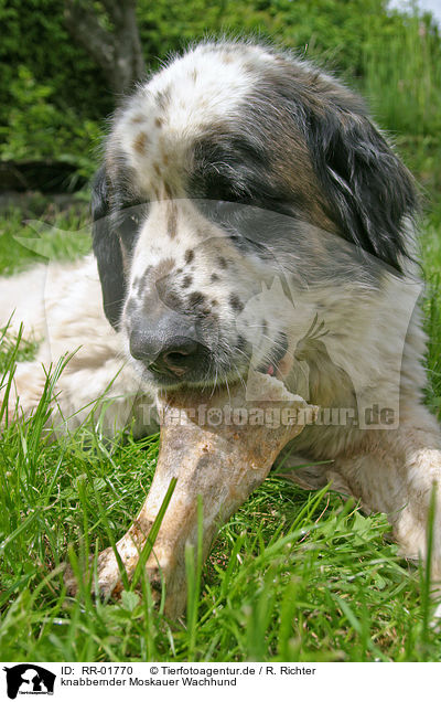 knabbernder Moskauer Wachhund / RR-01770