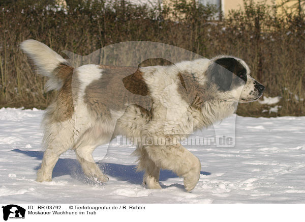 Moskauer Wachhund im Trab / RR-03792