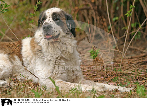 liegender Moskauer Wachhund / lying moscow watchdog / RR-00548