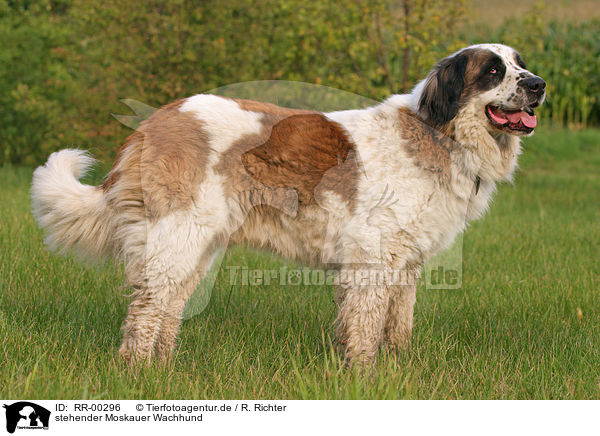 stehender Moskauer Wachhund / standing moscow watchdog / RR-00296