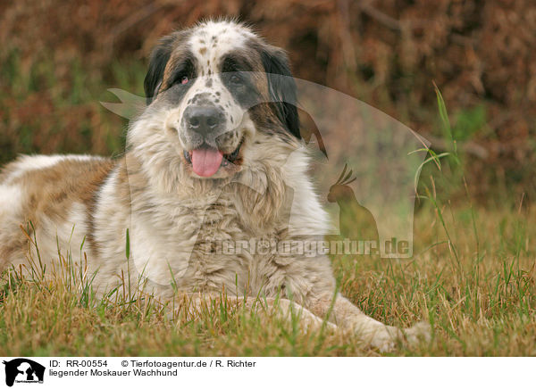 liegender Moskauer Wachhund / lying moscow watchdog / RR-00554