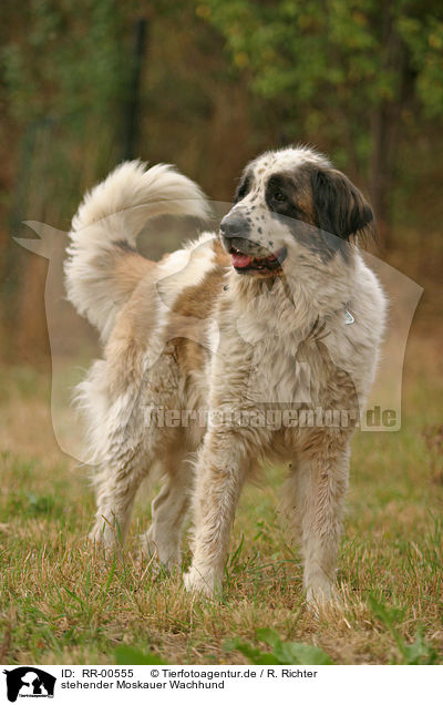 stehender Moskauer Wachhund / standing moscow watchdog / RR-00555