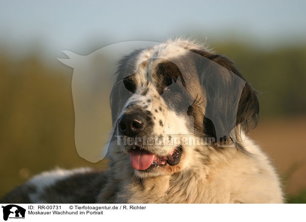 Moskauer Wachhund im Portrait / RR-00731