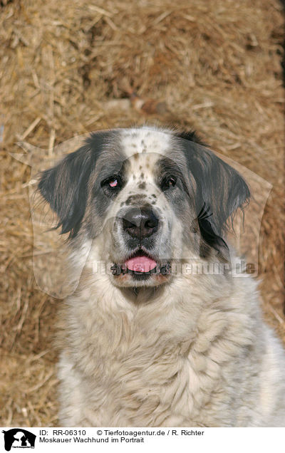 Moskauer Wachhund im Portrait / RR-06310