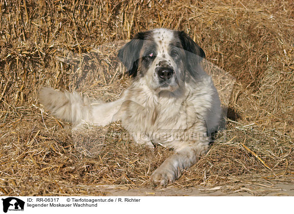 liegender Moskauer Wachhund / lying moscow watchdog / RR-06317