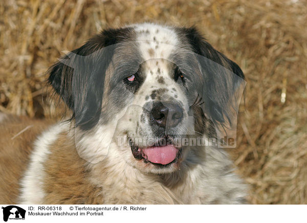 Moskauer Wachhund im Portrait / moscow watchdog portrait / RR-06318