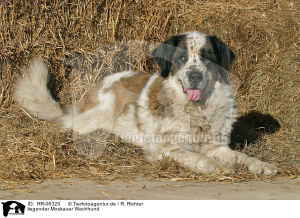 liegender Moskauer Wachhund / lying moscow watchdog / RR-06320