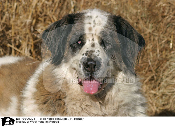 Moskauer Wachhund im Portrait / RR-06321