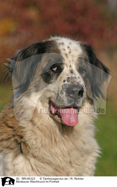 Moskauer Wachhund im Portrait / moscow watchdog portrait / RR-06323