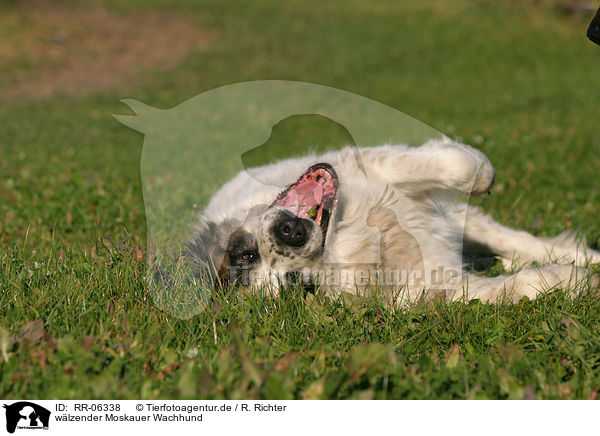 wlzender Moskauer Wachhund / RR-06338