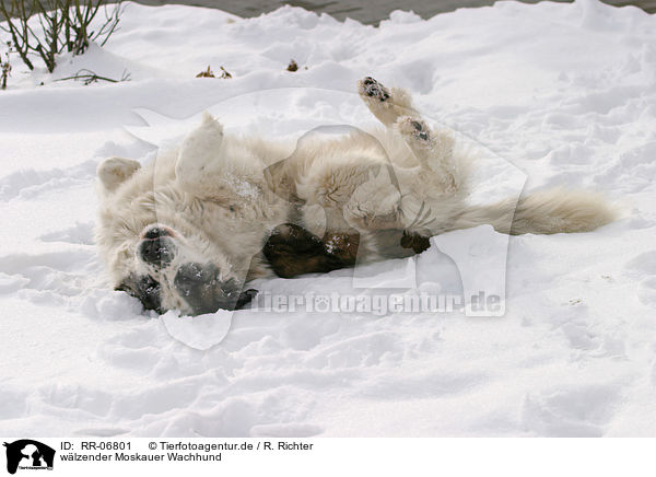wlzender Moskauer Wachhund / RR-06801
