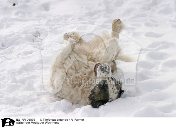 wlzender Moskauer Wachhund / wallowing moscow watchdog / RR-06803