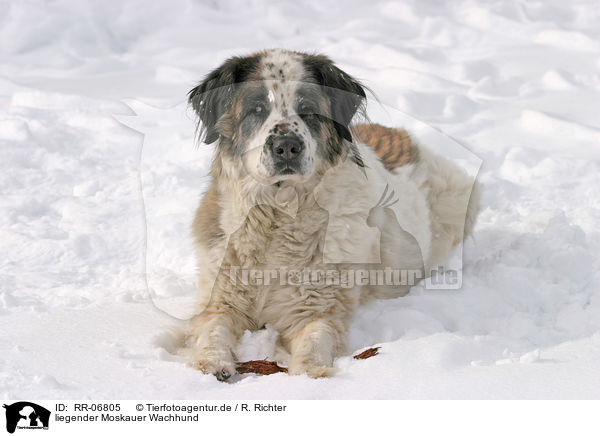 liegender Moskauer Wachhund / RR-06805