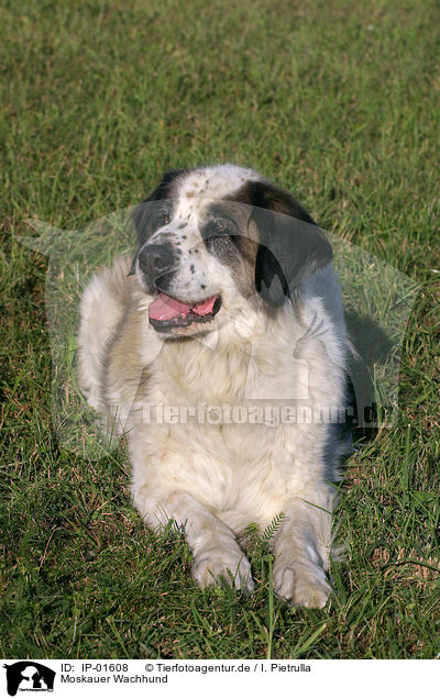 Moskauer Wachhund / IP-01608