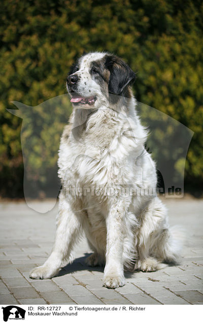Moskauer Wachhund / Moscow Watchdog / RR-12727