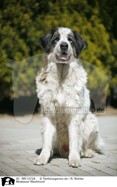 Moskauer Wachhund / Moscow Watchdog / RR-12728