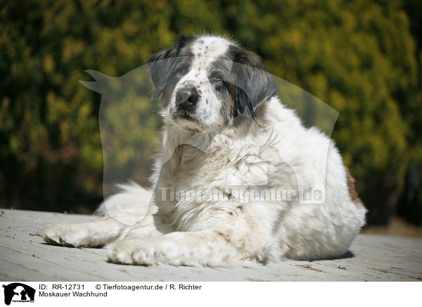 Moskauer Wachhund / RR-12731