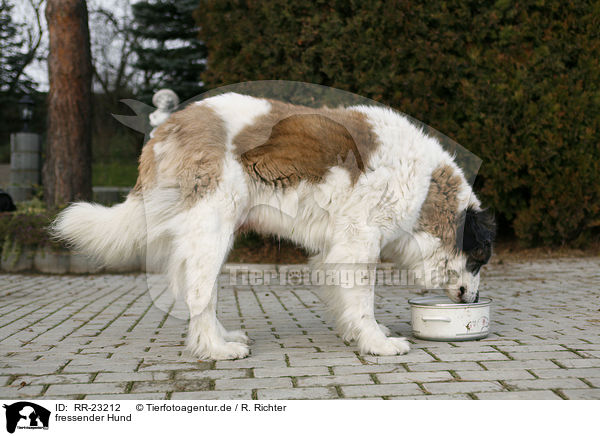 fressender Hund / RR-23212