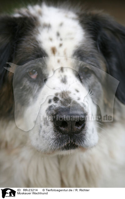 Moskauer Wachhund / moscow watchdog / RR-23214