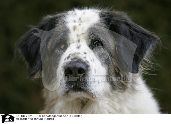 Moskauer Wachhund Portrait / RR-23218