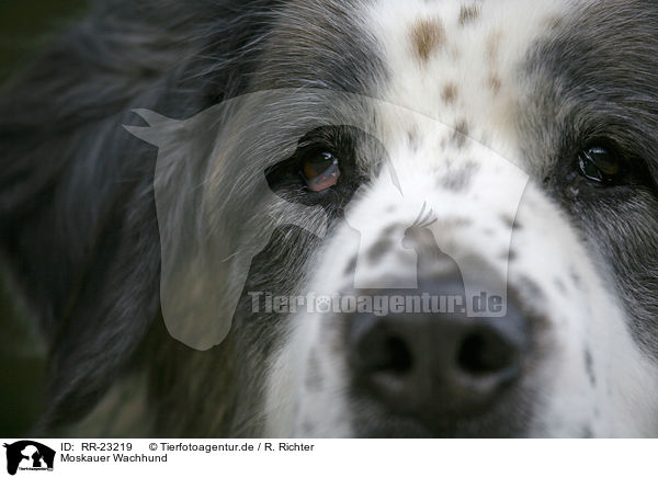 Moskauer Wachhund / RR-23219